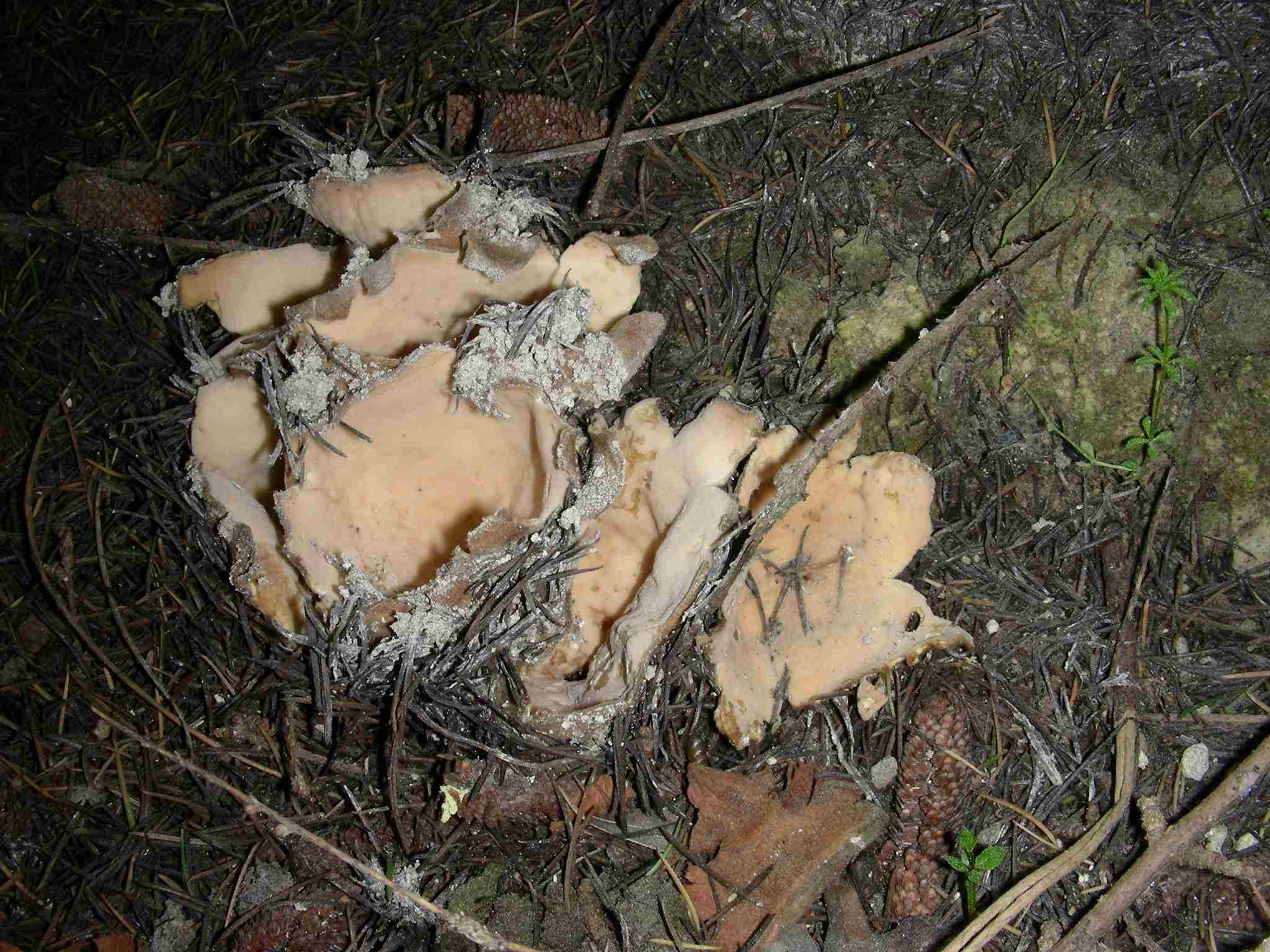 1627 Aprile vecchio ritrovamento